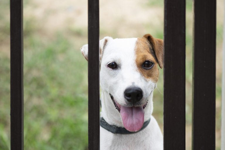 Jack russell dog behind metal fence stock photo
