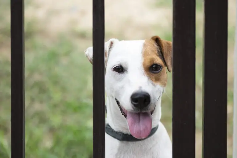 Jack russell dog behind metal fence