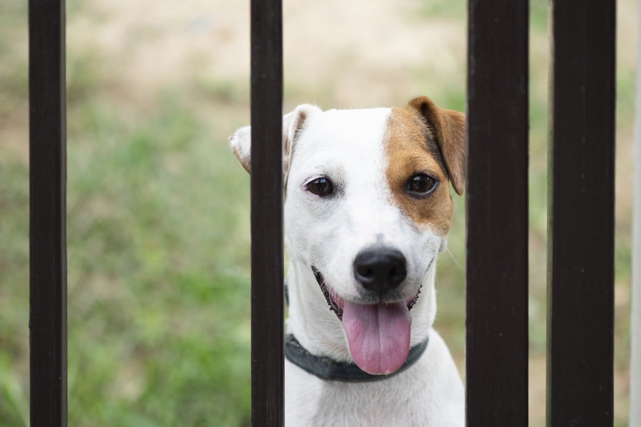 Jack russell dog behind metal fence stock photo